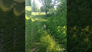 Чем кормить щенка породы Акита ину?!Готовим вместе для Акиты.
