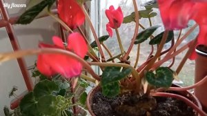 Основные причины почему нет  пышного цветения цикламена!