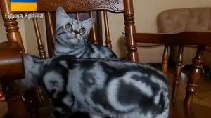 Британские  короткошёрстные коты