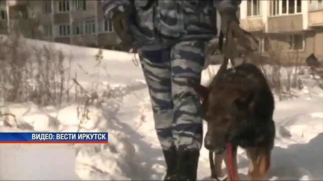 Пес стажер. Полицейский с собакой. Братские собаки. Собака стажер. Полиция пес.