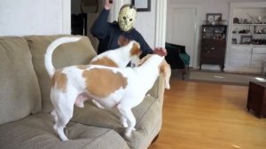 Хозяин решил прикольнуться над своей собакой