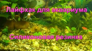 Лайфхак для аквариума "Силиконовая резинка".