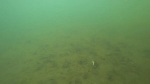 Обзор воблера DUO Spearhead Ryuki 45S по заказу Fmagazin