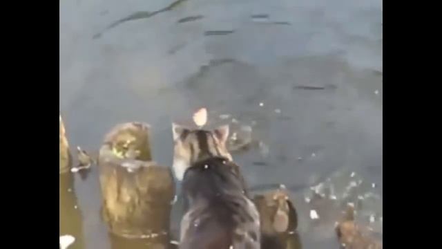 Кот, сука, резкий! Fast cat смотреть онлайн