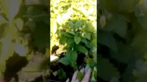 Ремонтантная земляника Лесное лукошко смесь плодоношение, снимаем урожай