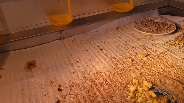 Можно ли подложить куриные яйца под утку. Утка испортила яйца, но цыплята есть. смотреть онлайн