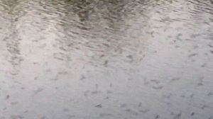 Это жесть,вылет подёнки на реке Хопёр