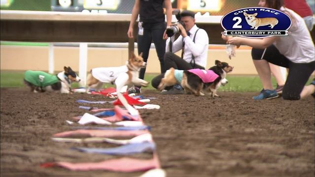 Canterbury Park Corgi Encore Races 7-4-18 смотреть онлайн