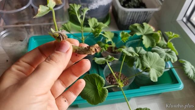 В каком субстрате у черенков пеларгонии лучше всего нарастают корни смотреть онлайн