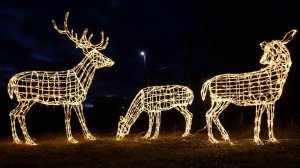 Семья оленей в гирляндах.