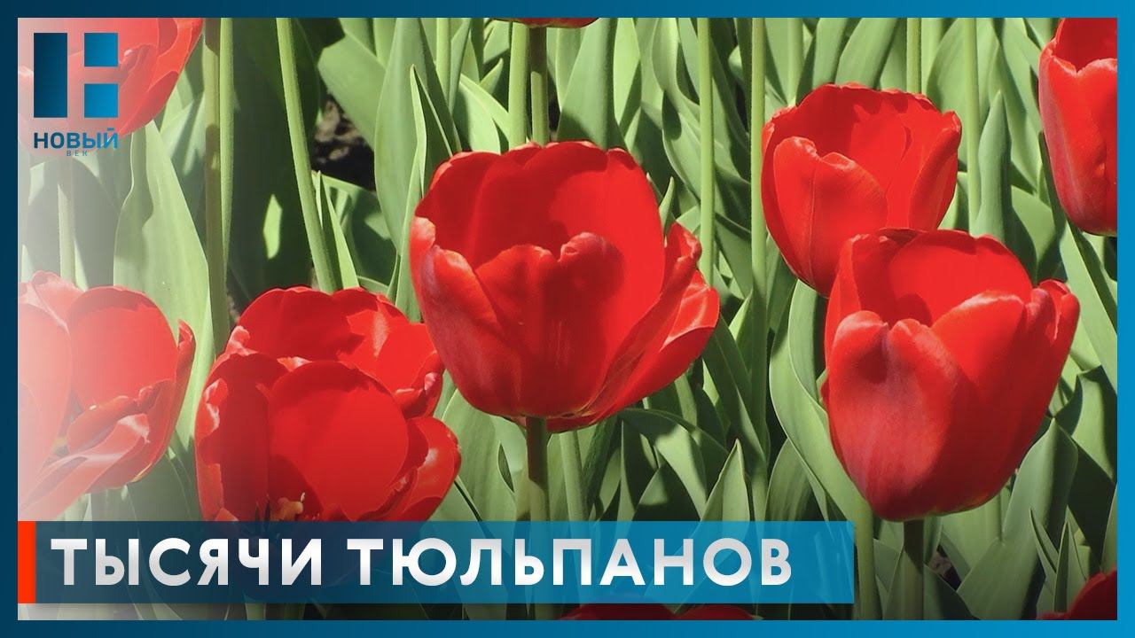 Улицы Тамбова украшают более 100 тысяч тюльпанов
