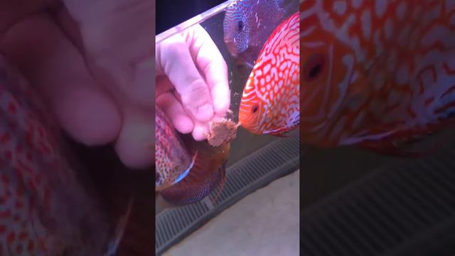 Онлайн трансляция ;) смотреть онлайн