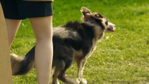 Что сделать, чтобы собака похудела? Лишний вес у собаки