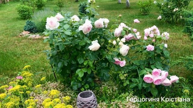 Троянда Герцогиня Крістіана в моєму саду /Rose Herzogin Christiana in my garden 2023 смотреть онлайн