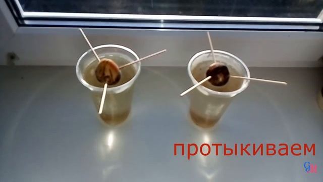 Выращиваем авокадо из косточки смотреть онлайн