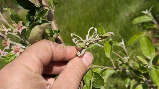 Закінчення цвітіння. Ріст плодів. Вносимо Скор та Мерпан. смотреть онлайн