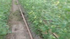 РОЗОВЫЙ ТОМАТ Киото