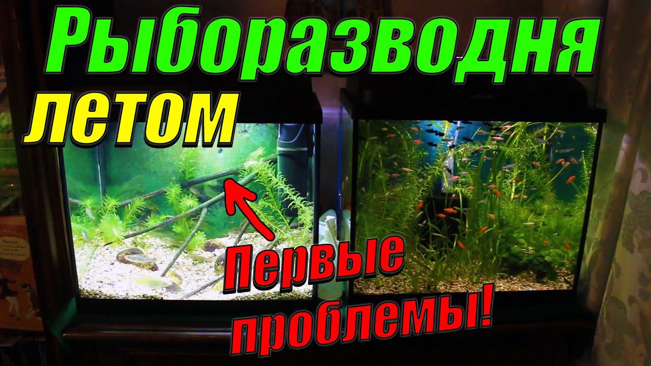 Рыборазводня летом! Появились первые проблемы!