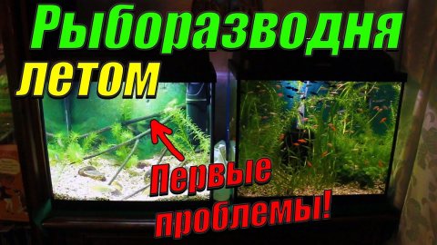 Рыборазводня летом! Появились первые проблемы!