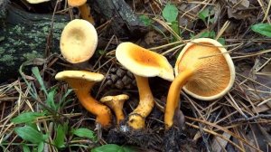 Лисичка ложная, или Говорушка оранжевая (Hygrophoropsis aurantiaca) - как отличить настоящей?