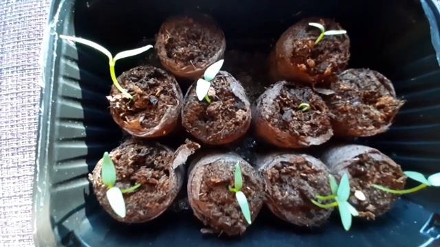 Поливать рассаду стала реже смотреть онлайн