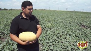 Как вырастить супер сладкую дыню!!!