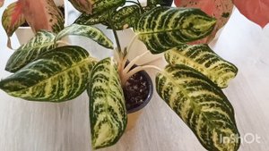 Обзор аглаонем ❤️ Как мы пережили зиму