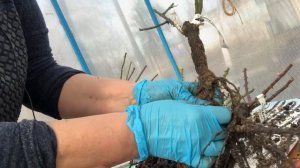 Распаковка посылки роз из питомника БУТРИМОВЫХ(26.04.22)