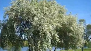 Черёмуха  — Владимир Солоухин—читает Павел Беседин