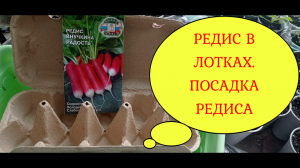 РЕДИС В ЛОТКАХ.ПОСАДКА РЕДИСА#редис#редисвлотках#семенаредиса#сортаредиса#редисвыращивание#посадкаре