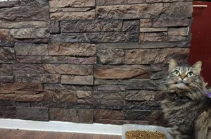 Декоративный фасадный камень от производителя КамаСтоун (Kamastone)