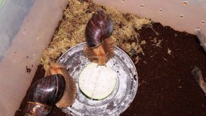 Улитки ахатины иммакулята – описание вида, уход и содержание