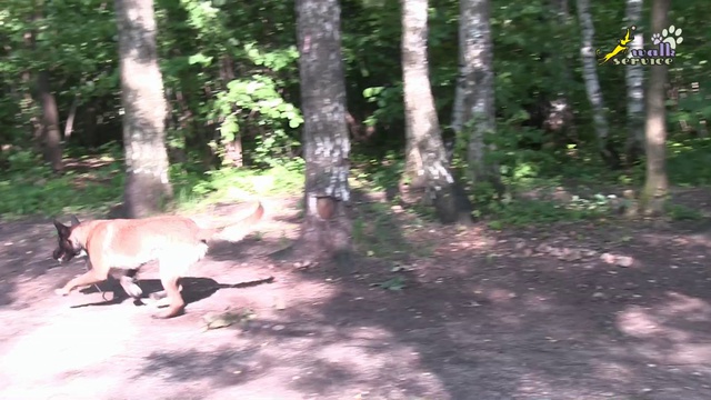 Дрессировка стаи собак, аппортировка мяча смотреть онлайн