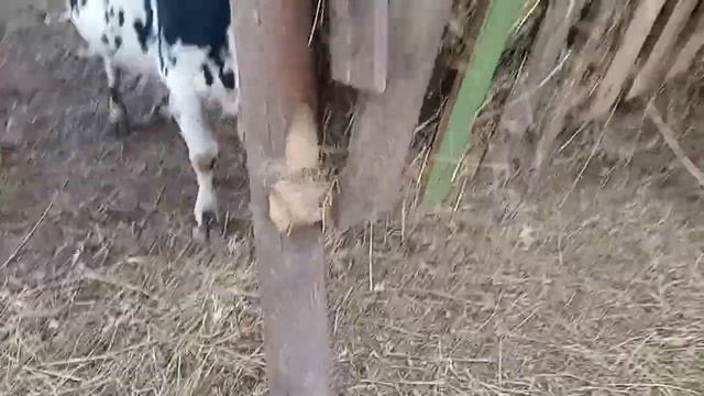 Кормушка для сена уличная для лошадей, крс, коз. смотреть онлайн