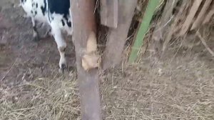 Кормушка для сена уличная для лошадей, крс, коз.