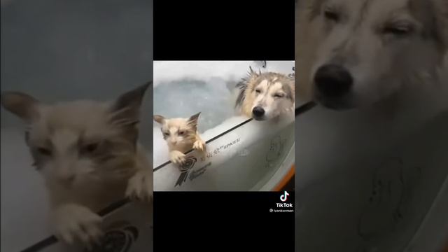 Самые Смешные Котики И Собачки | Юмор Для Поднятия Настроения