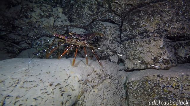 Scuba Diving Mauritius,Flic En Flac