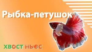 Уход за рыбкой-петушком