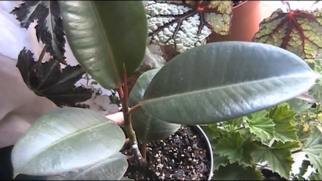Мое ОКНО НА КУХНЕ! ОБЗОР КОМНАТНЫХ РАСТЕНИЙ НА СЕВЕРО- ВОСТОЧНОЙ СТОРОНЕ.Моя организация 17 вазонов