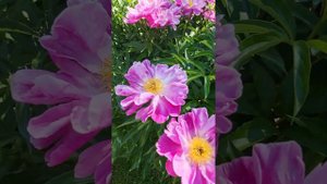 Пион Арлекин в моем саду.2022г