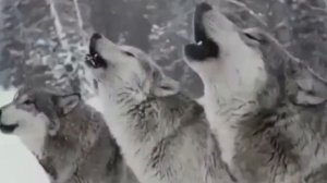 Что общее между волком и человеком  Будь как волк!