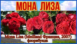 Роза Мона Лиза (Флорибунда) - Mona Lisa (Meilland Франция, 2007)