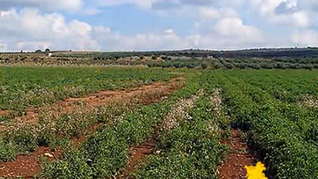 Mediterraneo Mango. смотреть онлайн