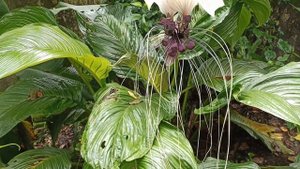 All About Black Bat Flower/Tacca Chantrieri.