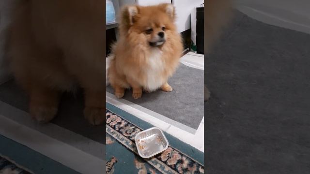 Шпиц и консерва смотреть онлайн