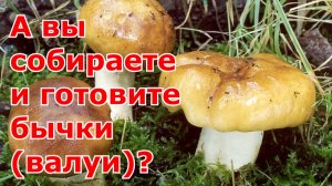 Маринованные грибы валуи (бычки) на зиму. Правила обработки. Простой рецепт в банках с 9% уксусом.