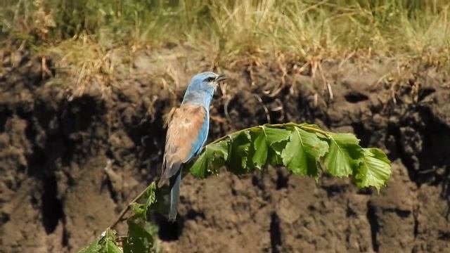 Сизоворонка • Сиворакша • European Roller • Coracias Garrulus (8-VII-2017)