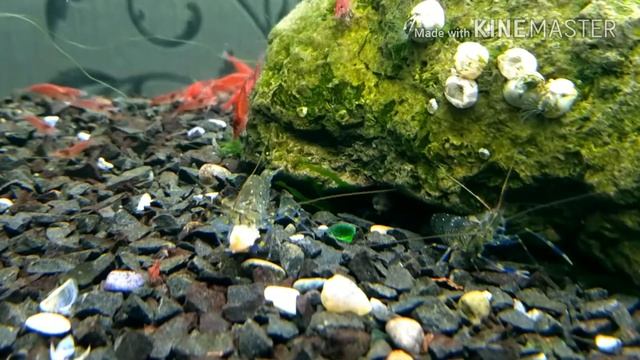 Кормление креветок черри (креветками) aquarium shrimps смотреть онлайн