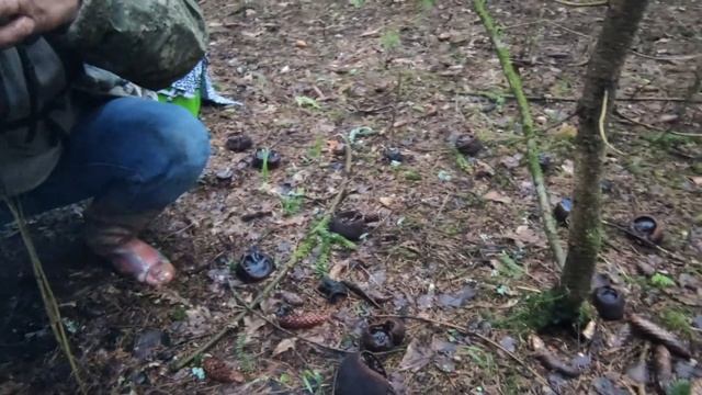 Строчки гигантские и Саркосома. Сбор и продажа грибов в Подмосковье. Весенние грибы 2021г. смотреть онлайн