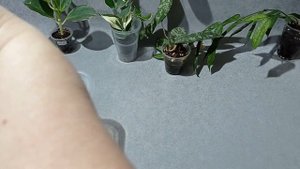 Хойи. Как подросли полученые весной хойи.